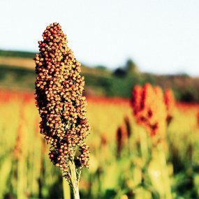 Sorghum05